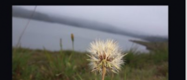 Dr. Öğretim Üyesi Gülçin Con Wright'ın Makalesi Cogito'da Yayınlandı